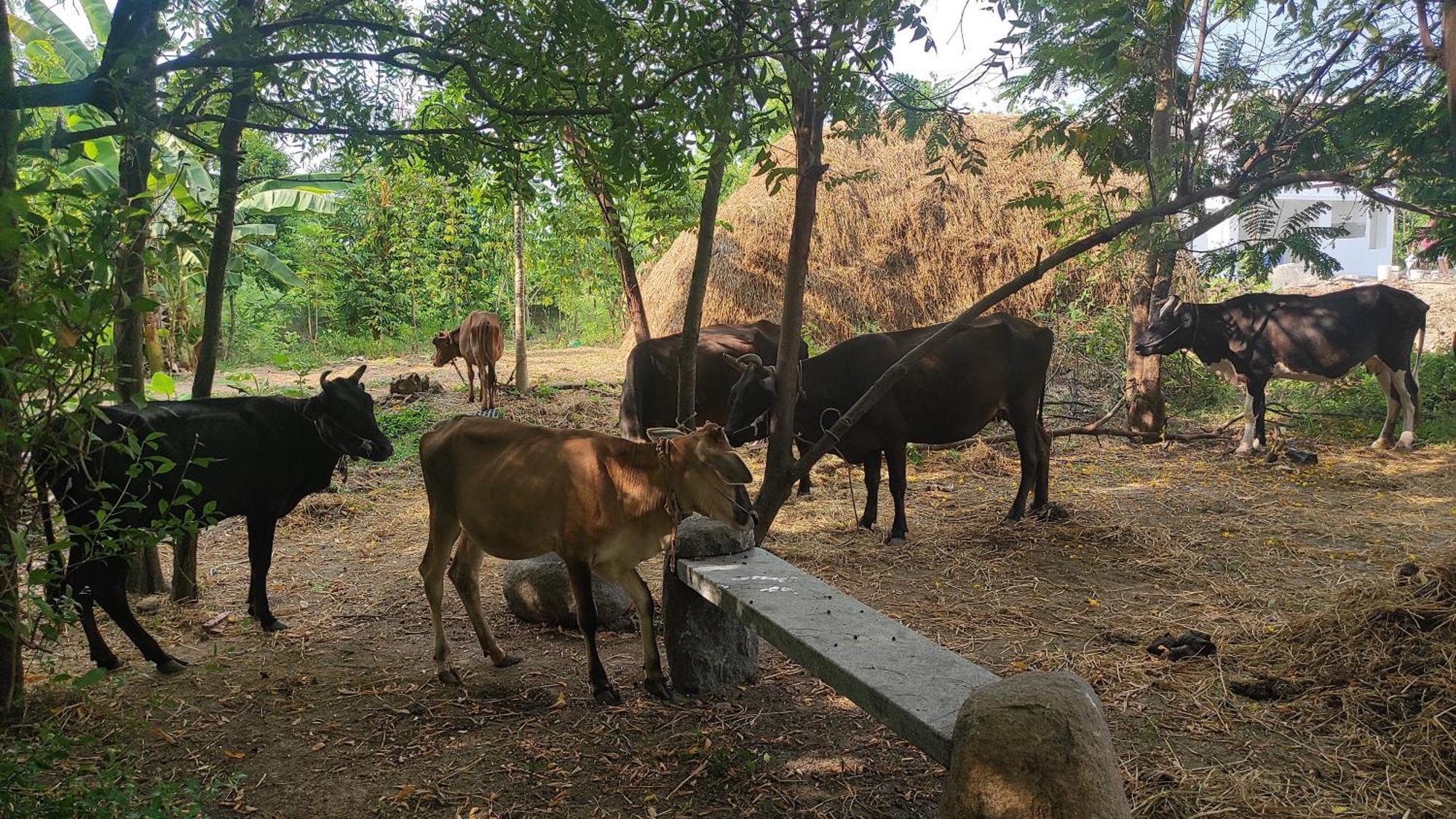Vaksana Farm Stay Gudraippattu Kültér fotó